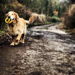 Dog looking away