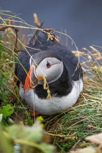 Close-up of birds in nest