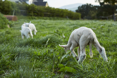 Sheep grazing on field