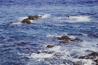 View of crab on rock in sea