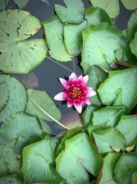 High angle view of lotus water lily