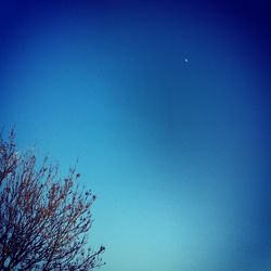 Low angle view of trees against blue sky