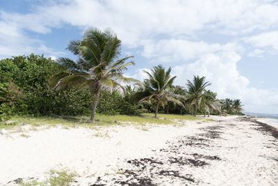 Sargassum seaweed accumulated on the shore of beach in caribbean island of guadeloupe