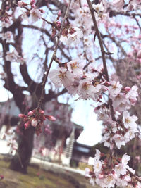 Close-up of cherry blossoms in spring