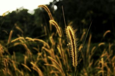 Close-up of fresh plant in field