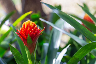 Close-up of red flowering plant