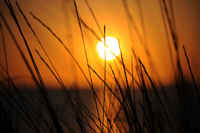 Close-up of stalks against sunset