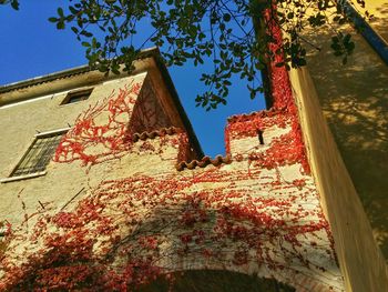 Low angle view of flowers on tree