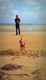 Dog standing on beach