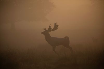 Deer standing on field against sky during sunset