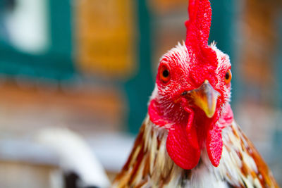 Close-up of rooster