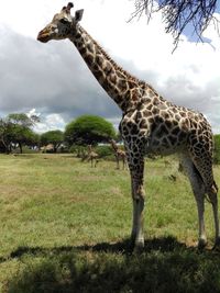 Your highness. a giraffe in a kenyan reserve