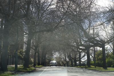 Street amidst bare trees in city