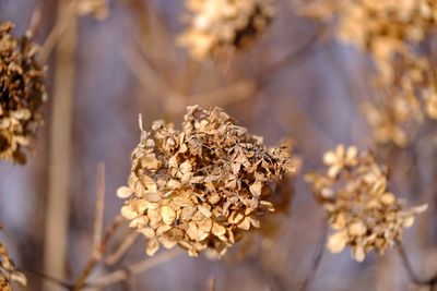 Dry brown round flower petals in fall. bokeh background