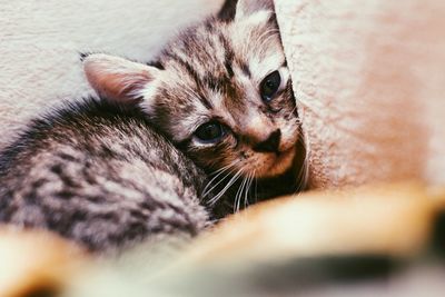 Close-up of kitten