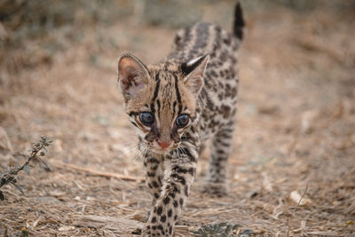 Portrait of ocelot on land