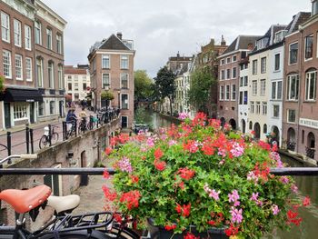 Plants by street and buildings against sky