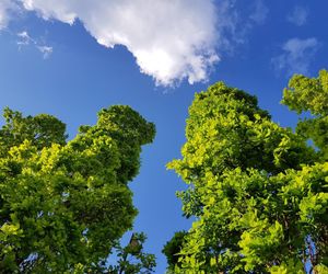 Low angle view of trees against sky