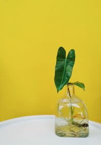 Close-up of glass vase on table over yellow background.