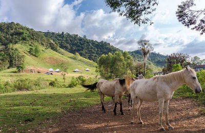 Horses in a field