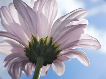 Close-up of white flower against sky