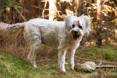 Portrait of dog standing on field