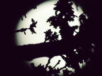 Low angle view of silhouette tree against sky