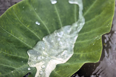 Close-up of water drops on leaf