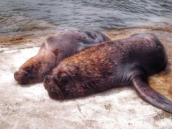 Sea lion on shore at beach