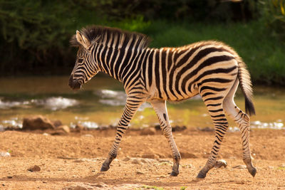 Zebra zebras