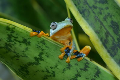 Close-up of frog on plant