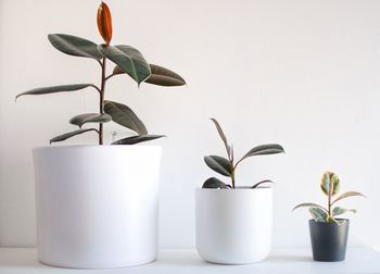 Close-up of potted plant against white background