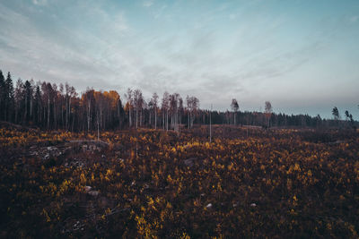 Plants growing on land against sky