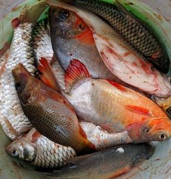High angle view of fish for sale