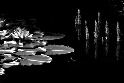 Close-up of flowering plant against black background