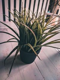 Close-up of potted plant on table