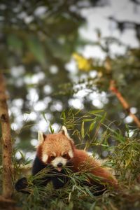 red panda