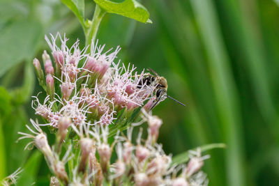 Close-up of insect on purple flower