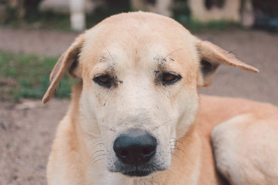 Close-up portrait of dog on field