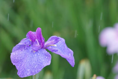 Close-up of purple iris flower