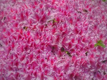 Full frame shot of pink flowers