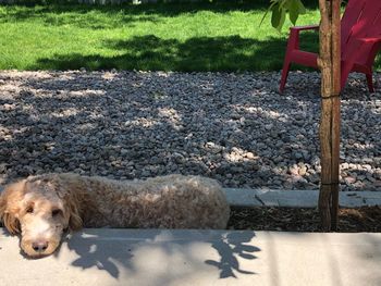 High angle view of dog relaxing on seat