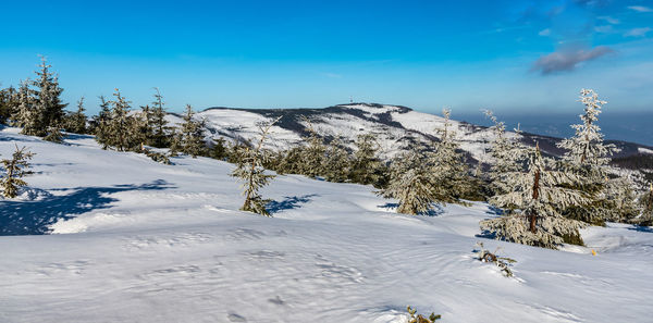 Snow covered land and trees against sky