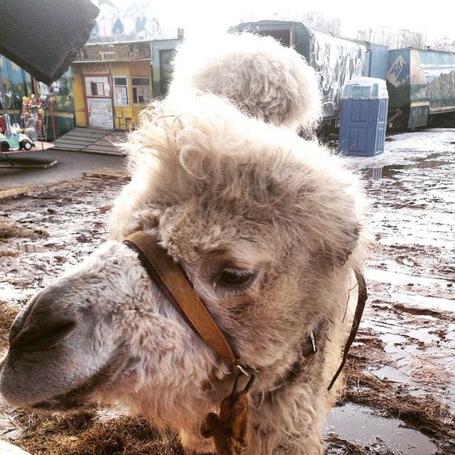 animal themes, one animal, domestic animals, mammal, building exterior, built structure, architecture, dog, close-up, pets, day, outdoors, animal head, car, livestock, zoology, street, house, no people, animal hair