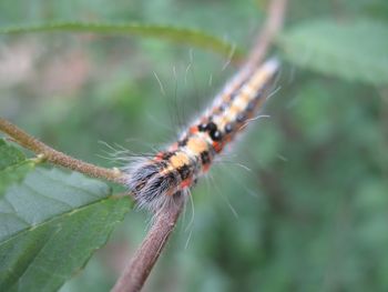 Close-up of insect on leaf