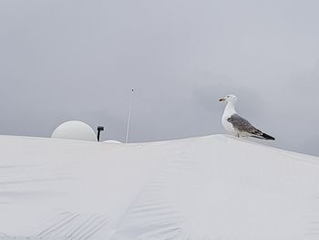 Seagull perching on snow covered landscape