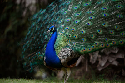 Peacock with feathers fanned out on field