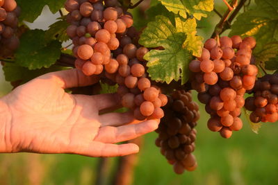 Late vintage of red wine in the vineyard in the autumn