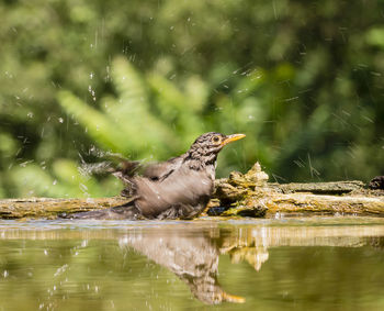 View of bird in water