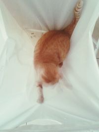 Cat sleeping in the dark